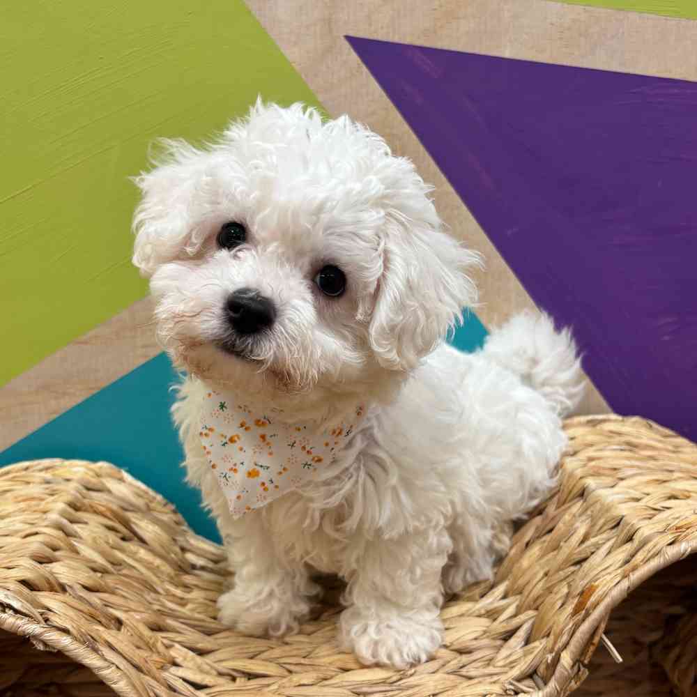 carousel pet images