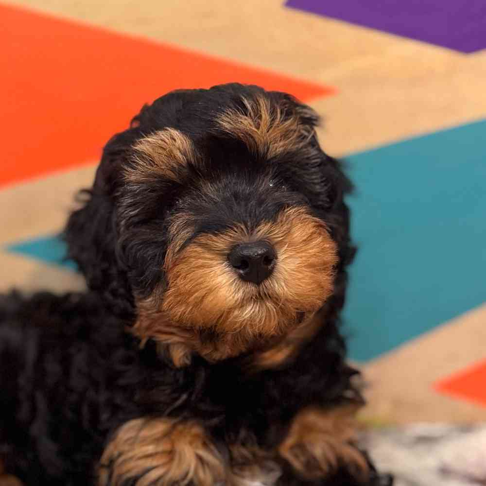 Image of a pet breed in the gallery