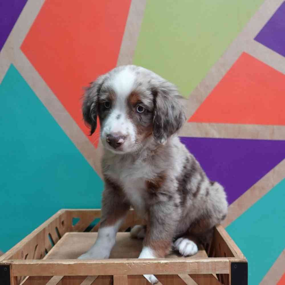 carousel pet images