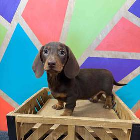 Dachshund