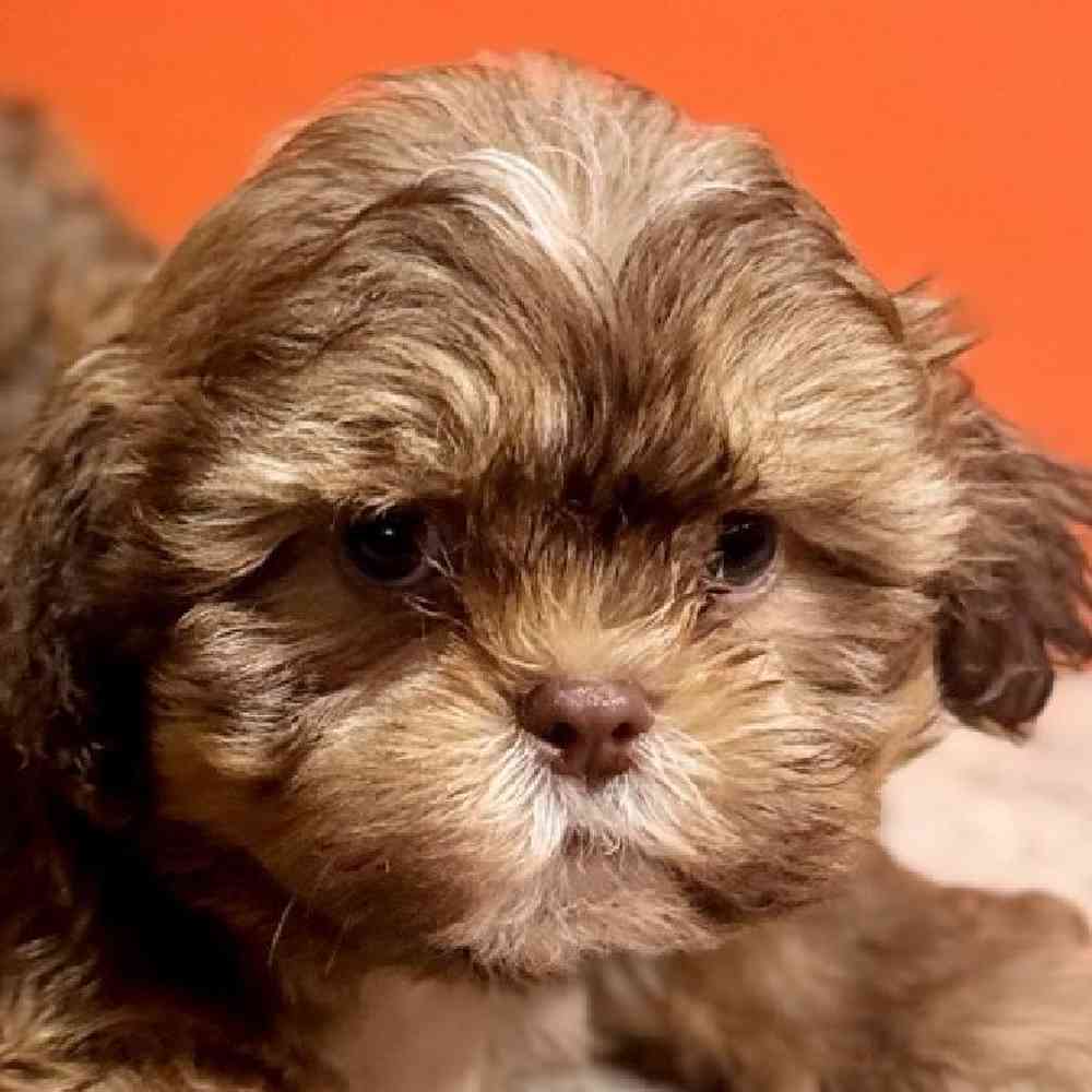 Image of a pet breed in the gallery