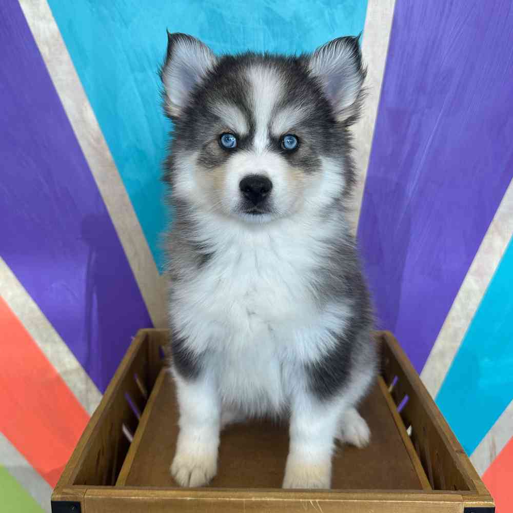 pet breed image