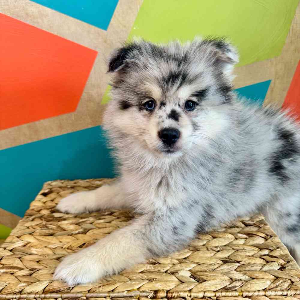 carousel pet images