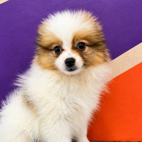 Pomeranian