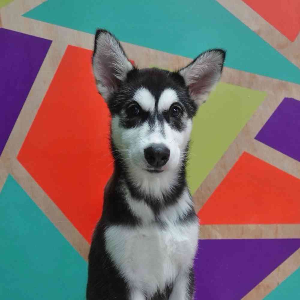 carousel pet images