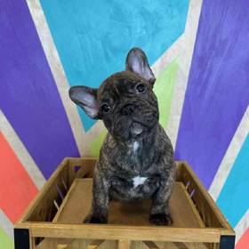 French Bulldog