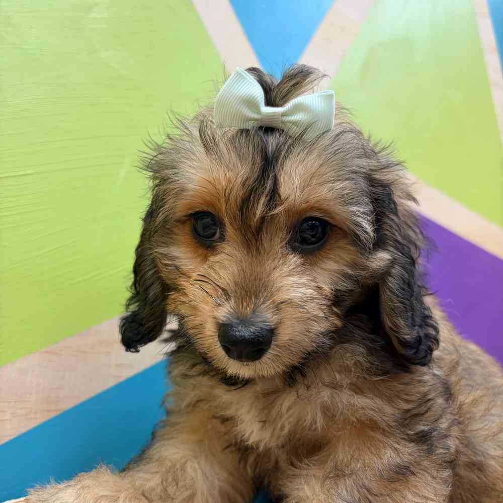 carousel pet images