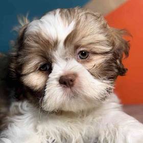 Shih Tzu