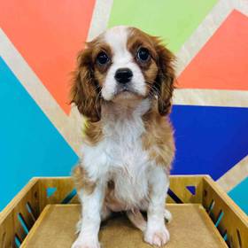 Cavalier King Charles Spaniel