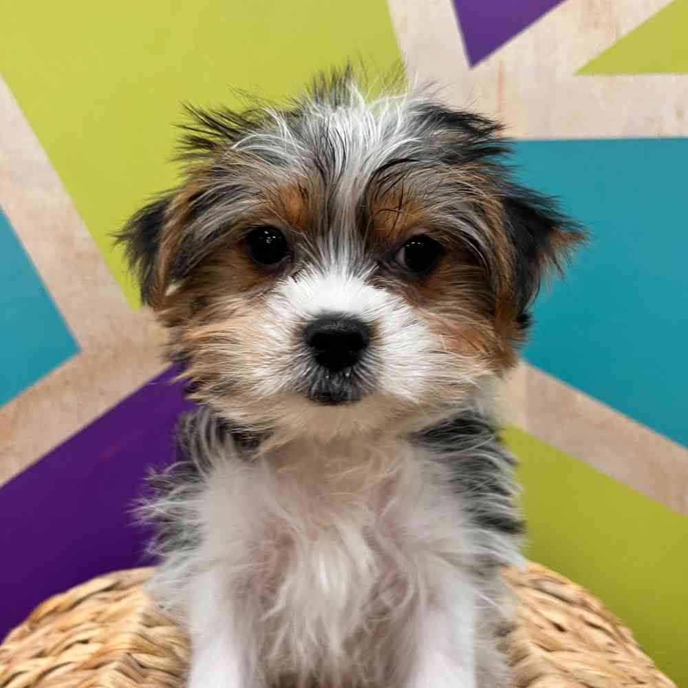 pet breed image