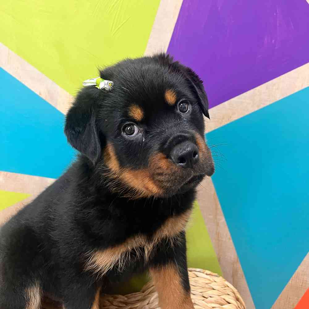 Image of a pet breed in the gallery