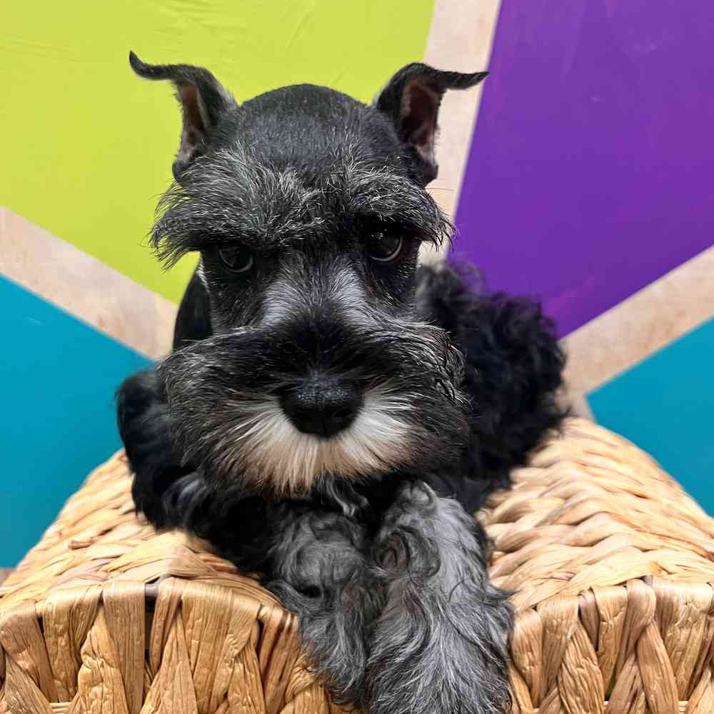 carousel pet images