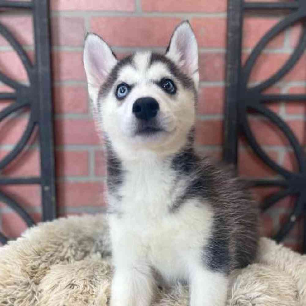 Female Siberian Husky Puppy for Sale in Rogers, AR