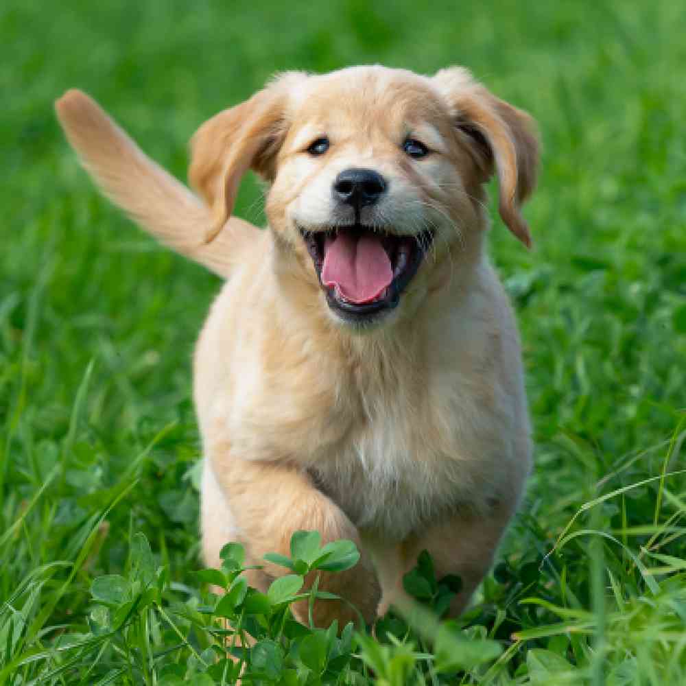 Puppy