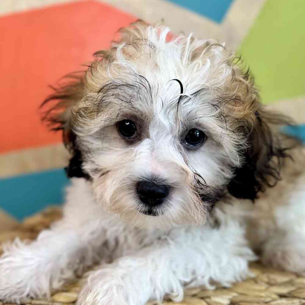 carousel pet images