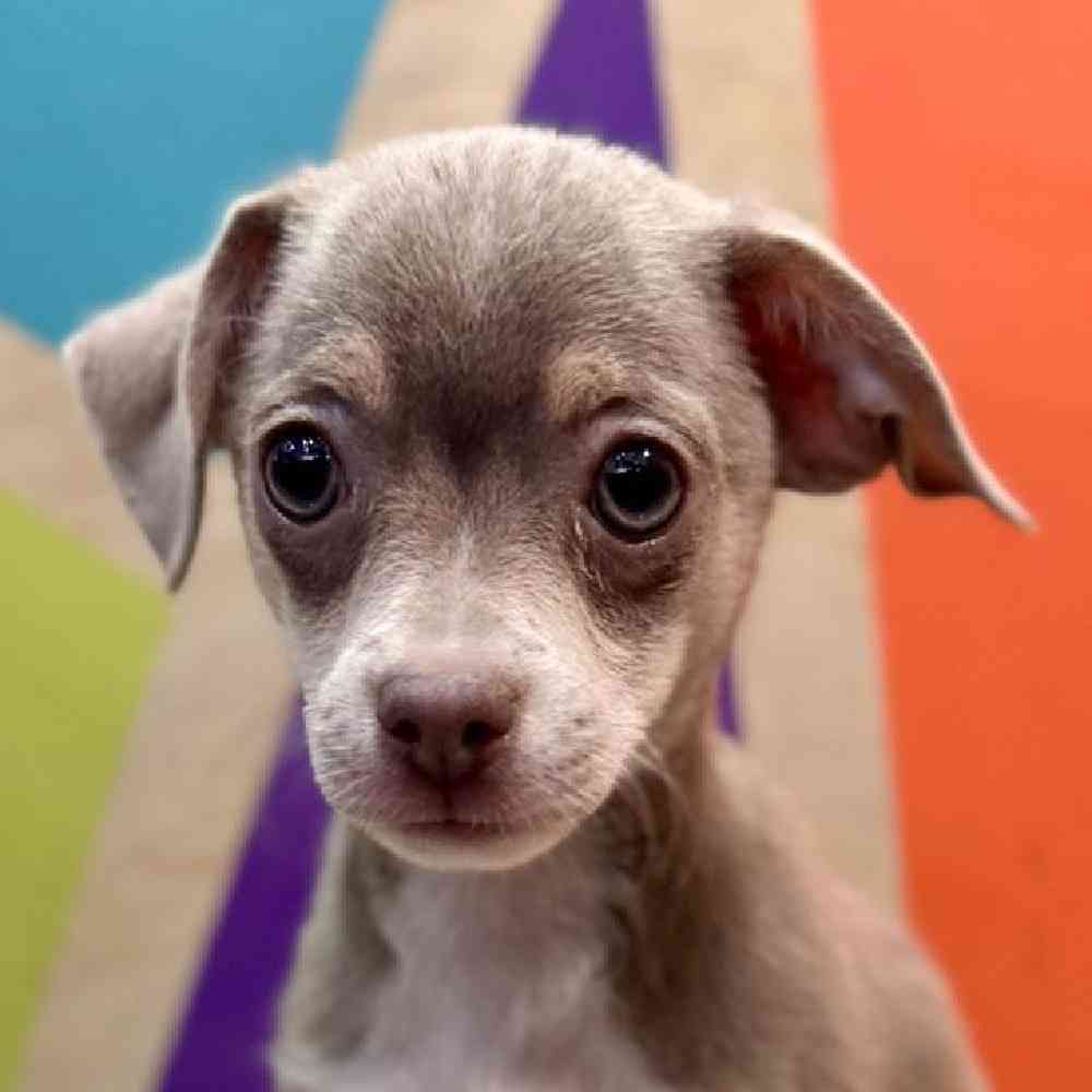 carousel pet images