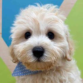 Maltipoo