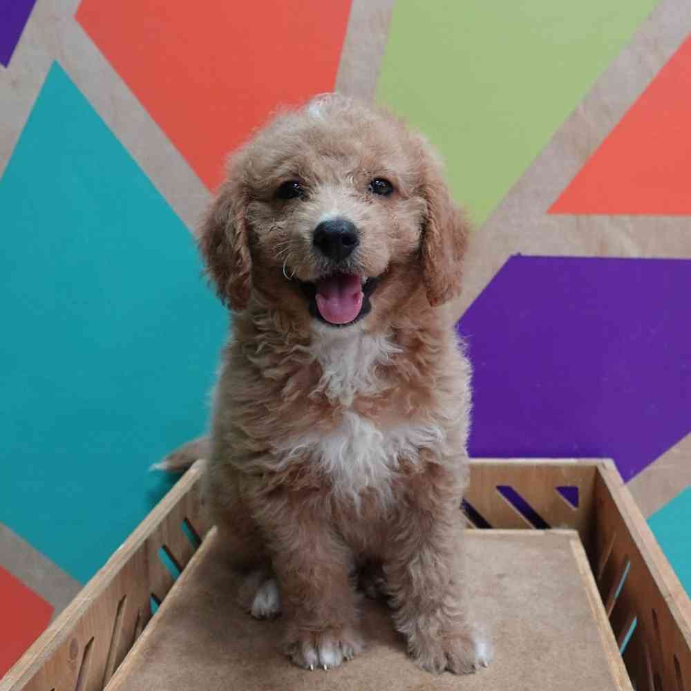 Image of a pet breed in the gallery