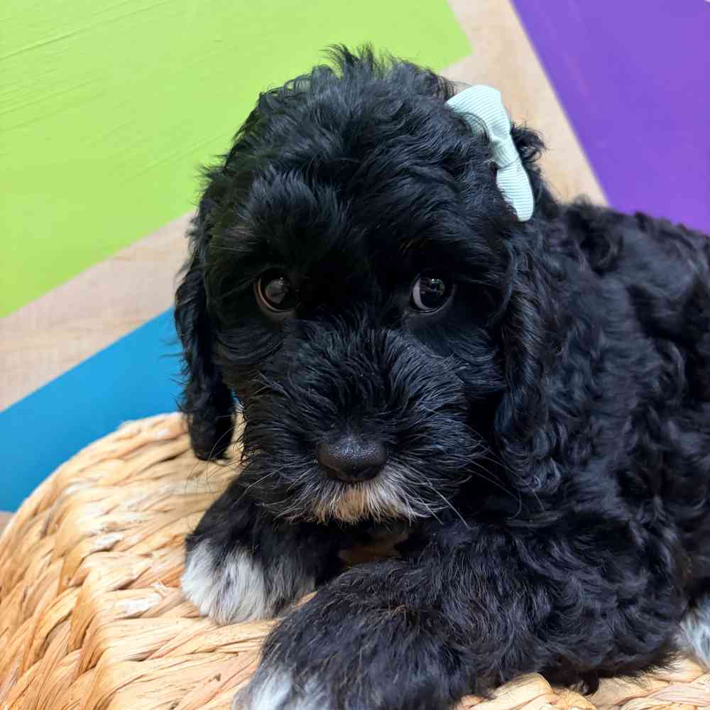 carousel pet images