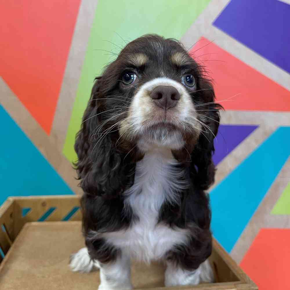 carousel pet images