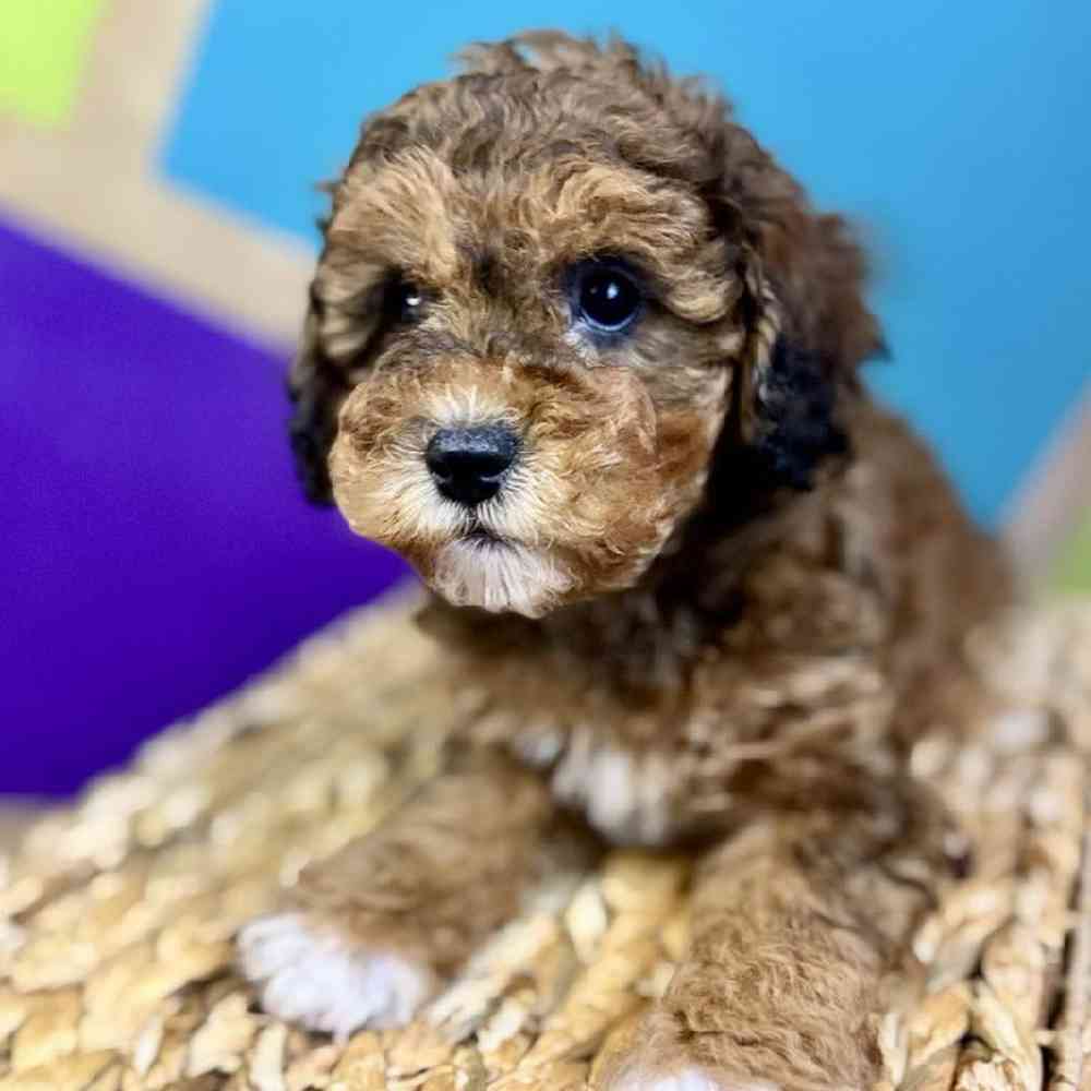 carousel pet images