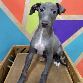 Italian Greyhound