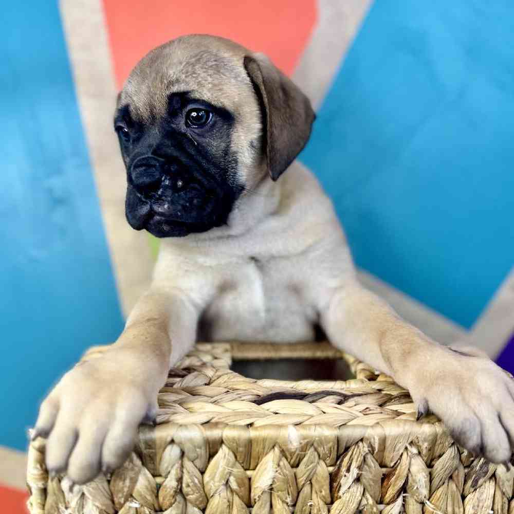Image of a pet breed in the gallery
