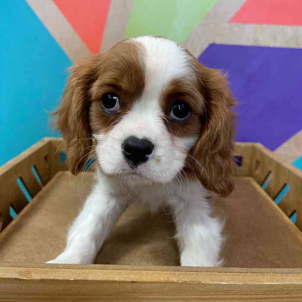 carousel pet images