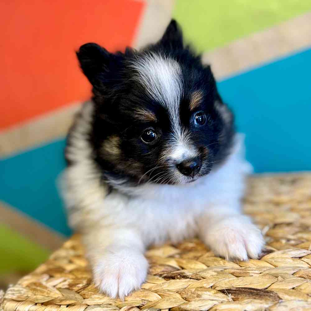 carousel pet images