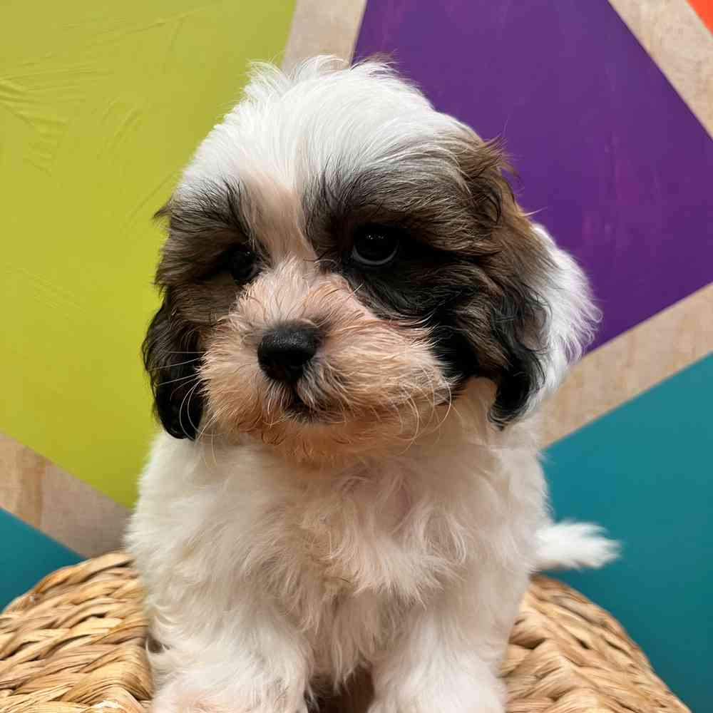 carousel pet images