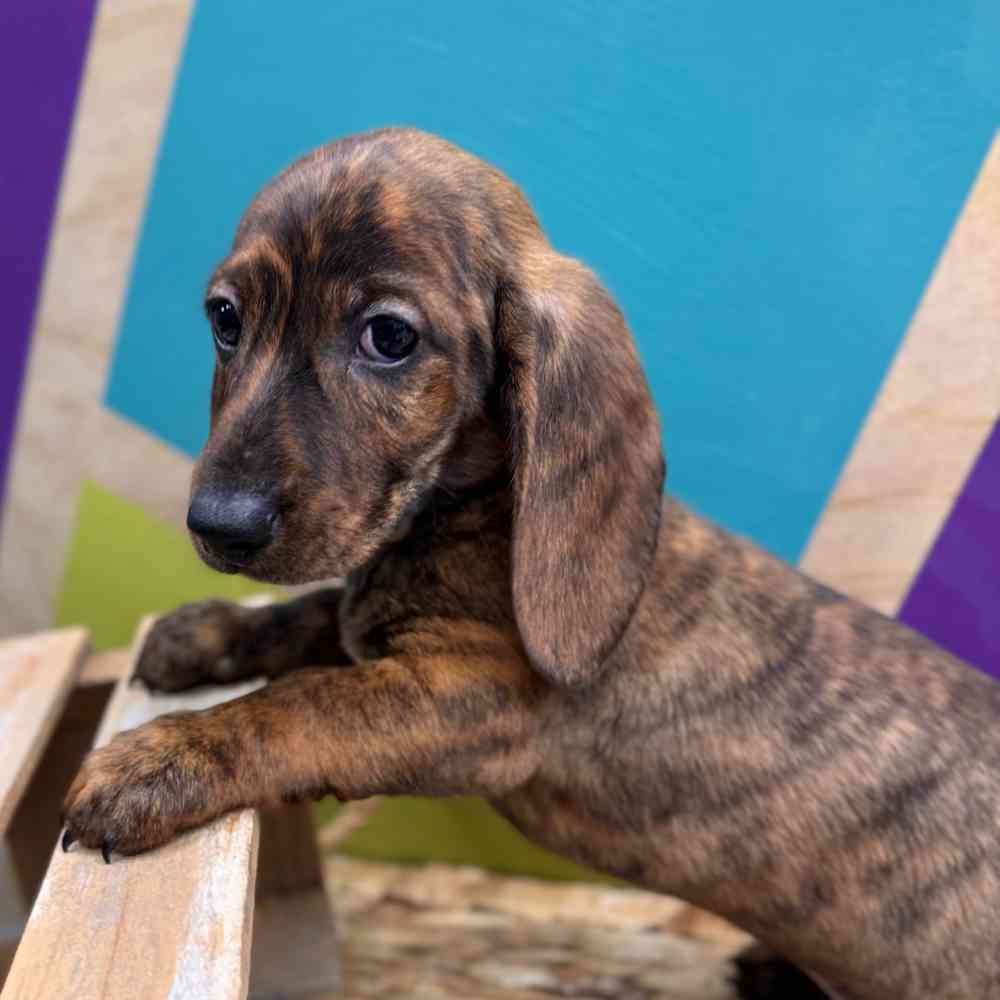 Image of a pet breed in the gallery