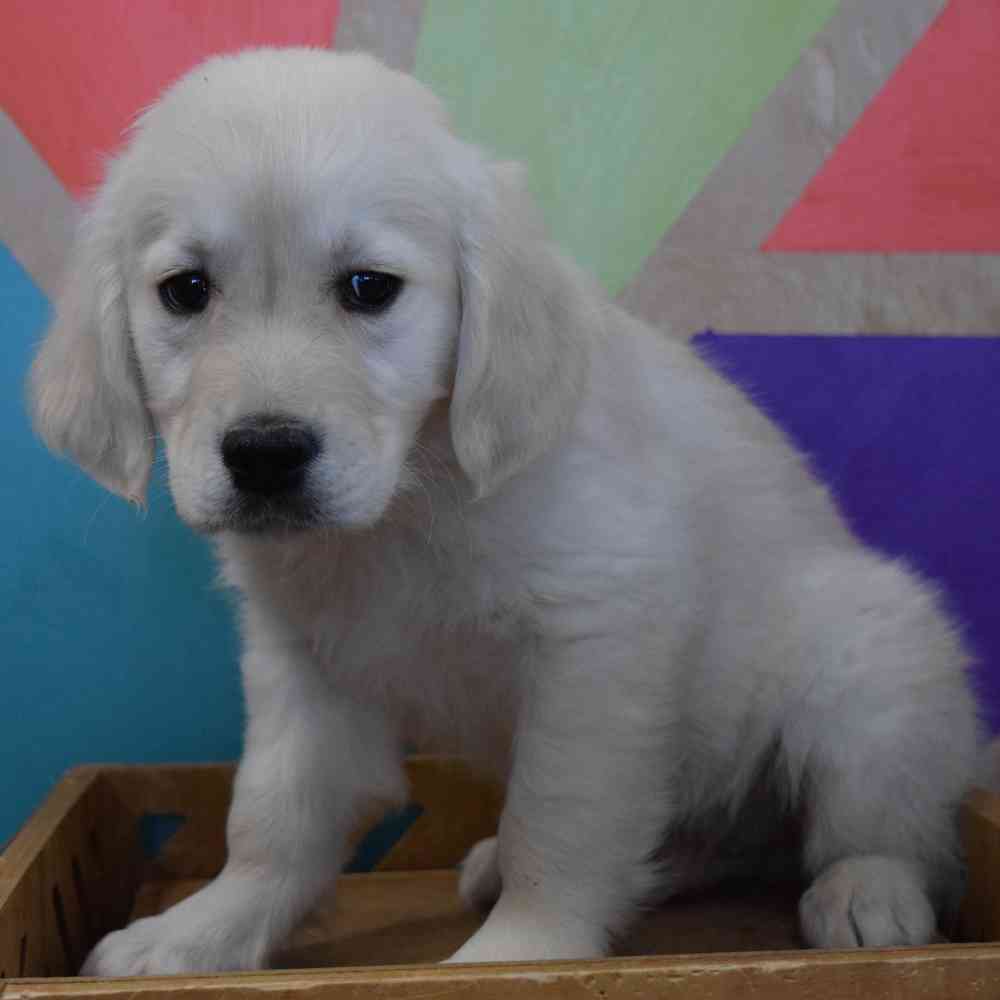 Image of a pet breed in the gallery