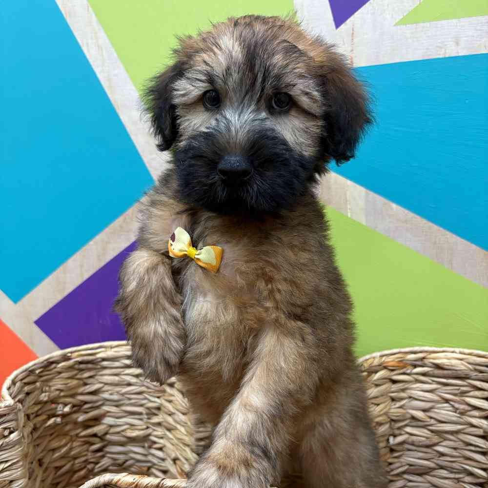 Image of a pet breed in the gallery