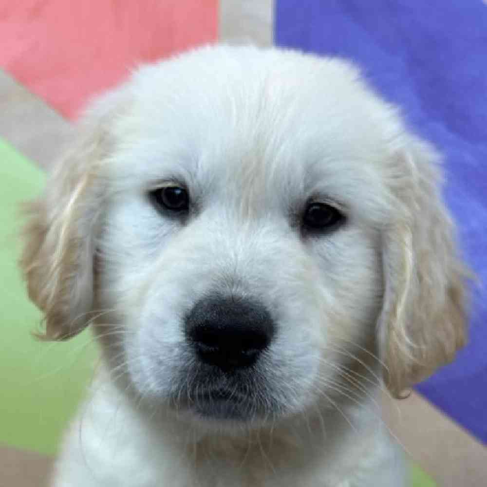 Image of a pet breed in the gallery