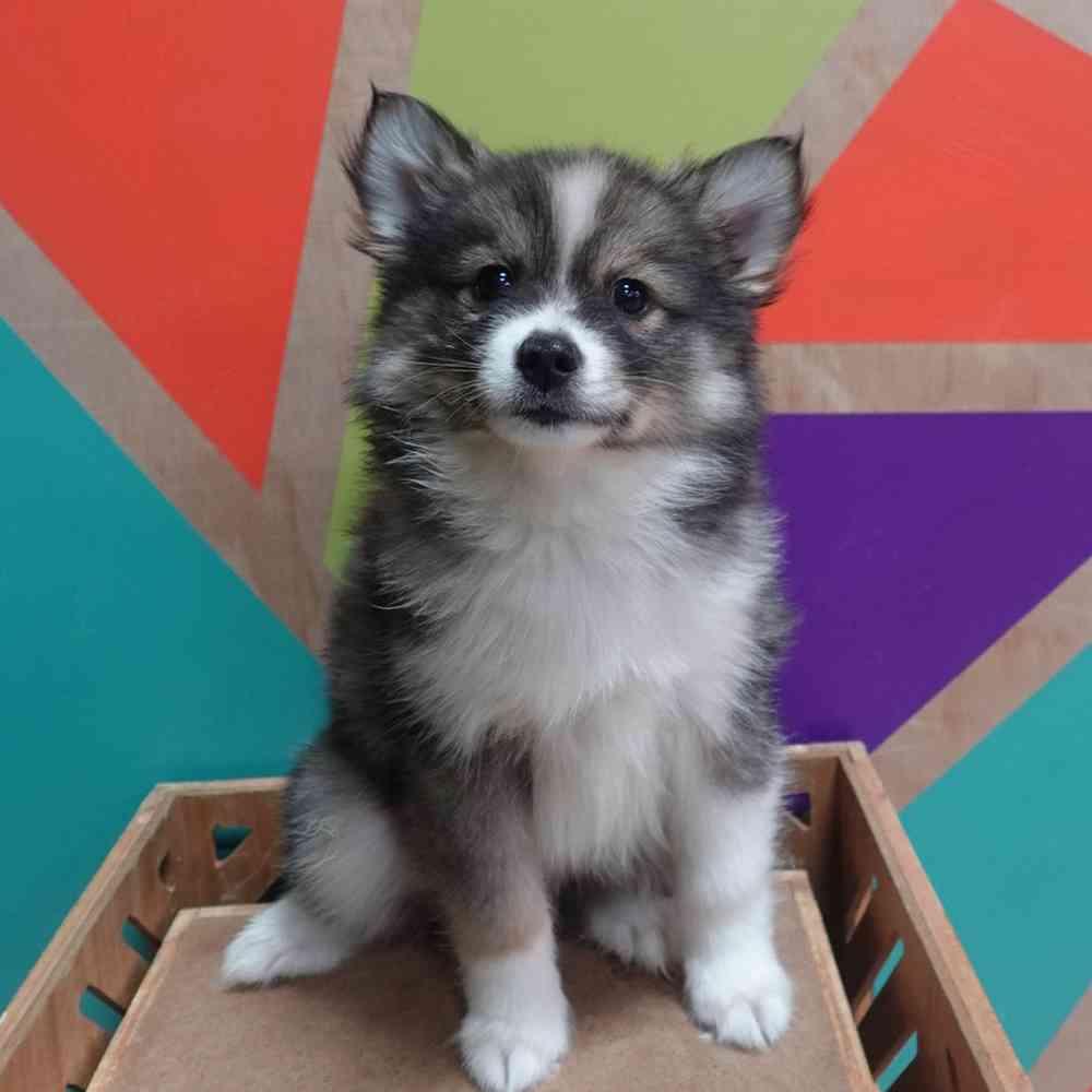 pet breed image