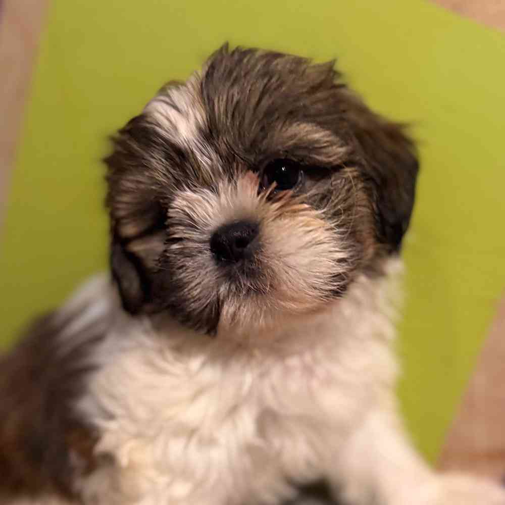 Image of a pet breed in the gallery