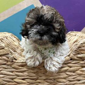 Teddy Bear
