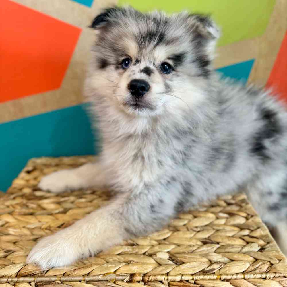 carousel pet images