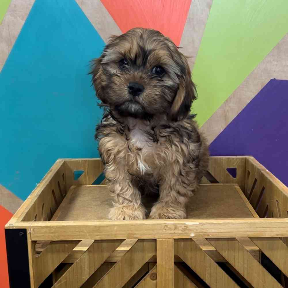pet breed image