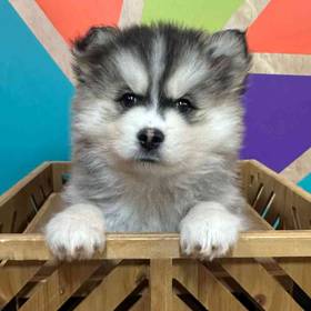 Pomsky