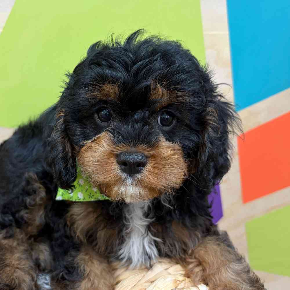 Image of a pet breed in the gallery