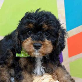 Cavapoo