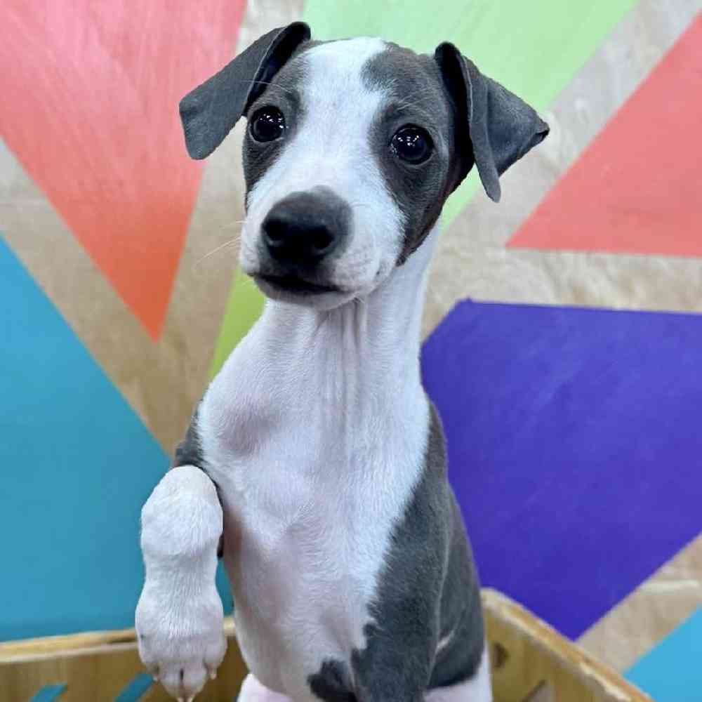 carousel pet images