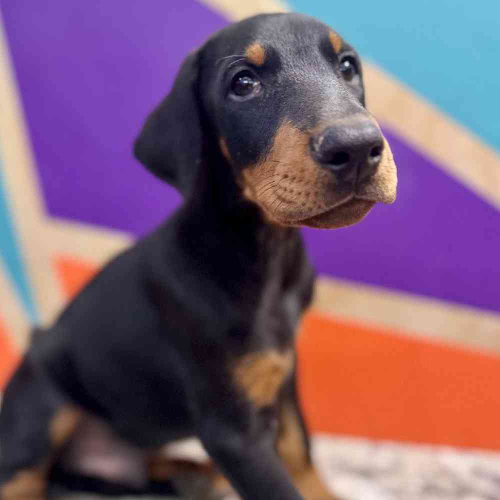 Image of a pet breed in the gallery
