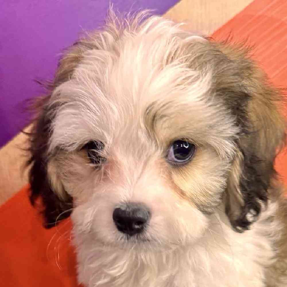 carousel pet images