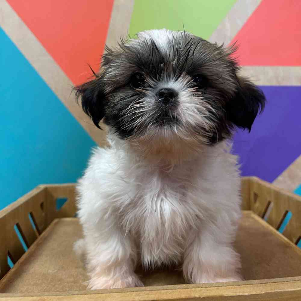 Image of a pet breed in the gallery