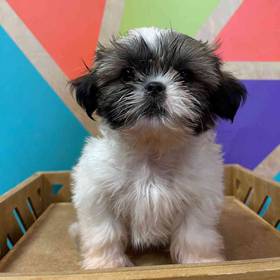 Shih Tzu
