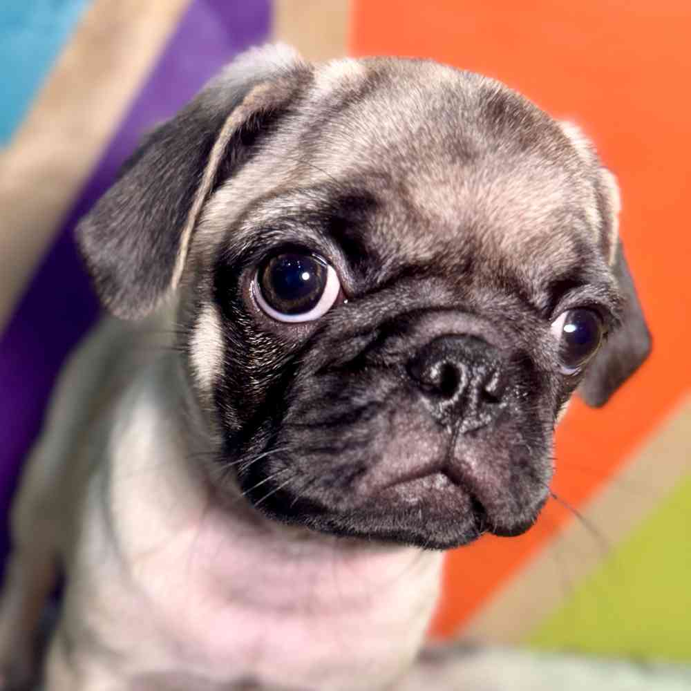pet breed image