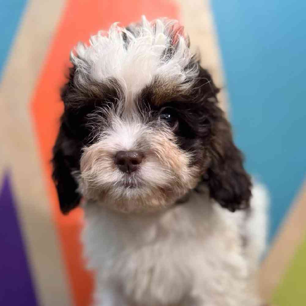carousel pet images