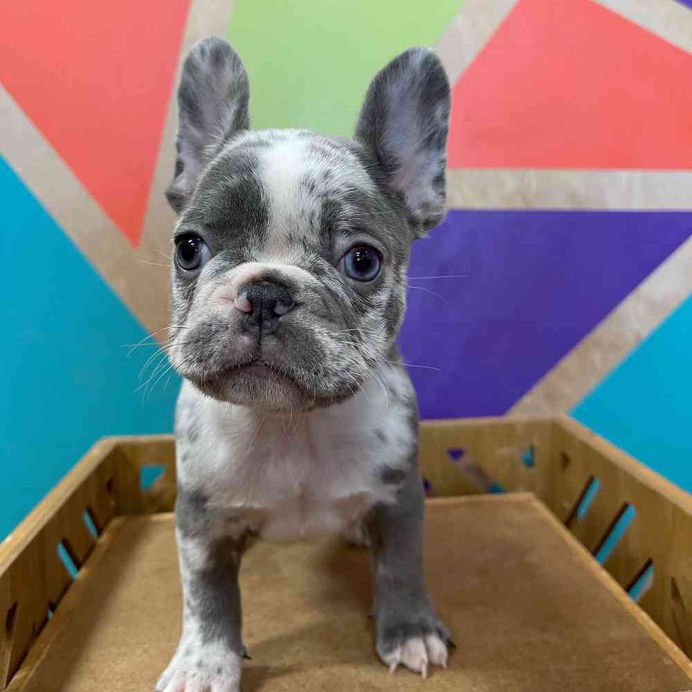 carousel pet images